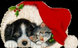 Christmas with Cats and Dogs Video